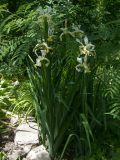 Iris orientalis