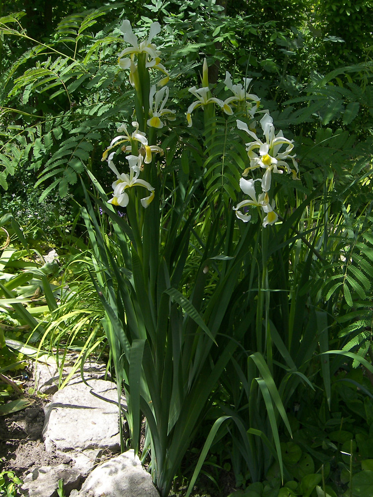 Изображение особи Iris orientalis.