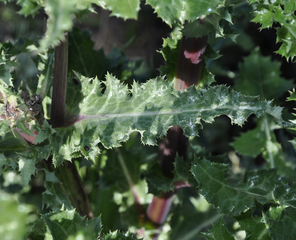 Изображение особи род Sonchus.