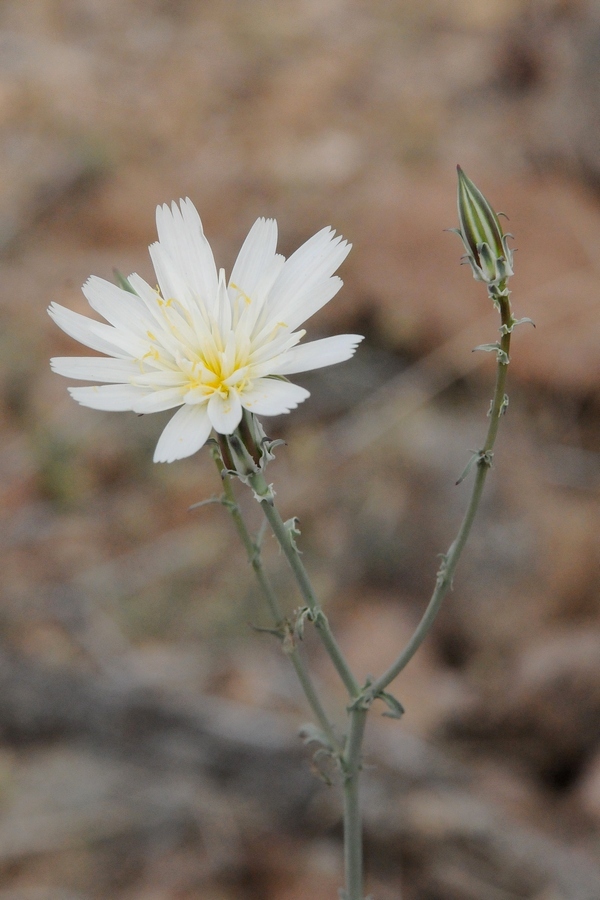 Image of Rafinesquia neomexicana specimen.