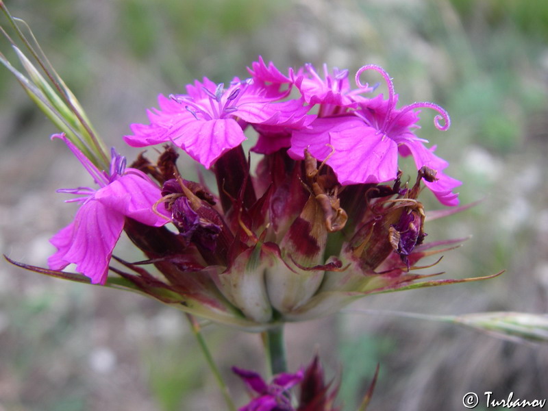 Изображение особи Dianthus capitatus.