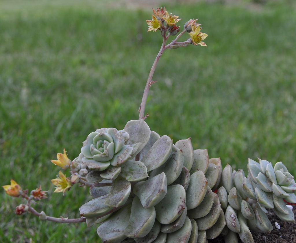 Изображение особи род &times; Graptoveria.