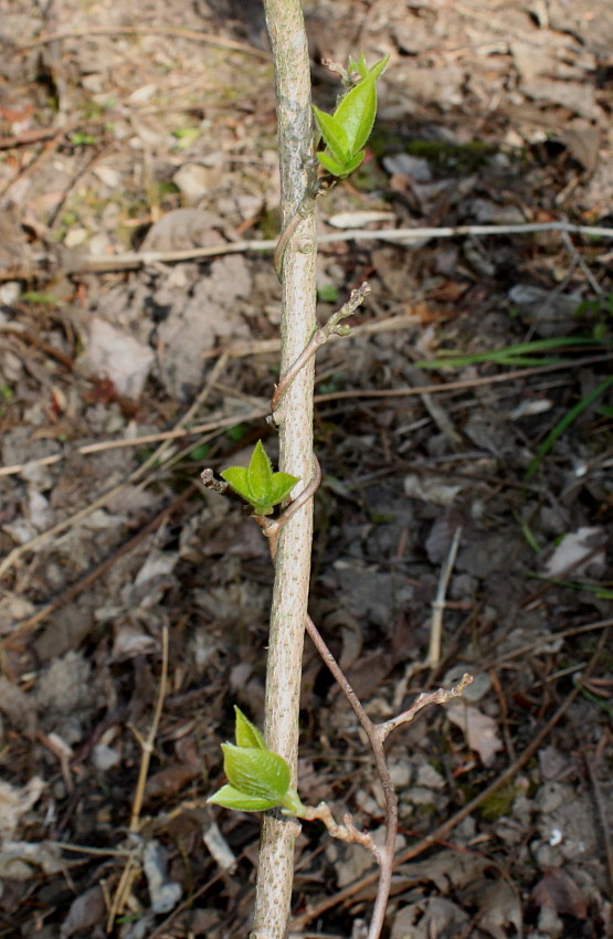 Изображение особи Actinidia melanandra.