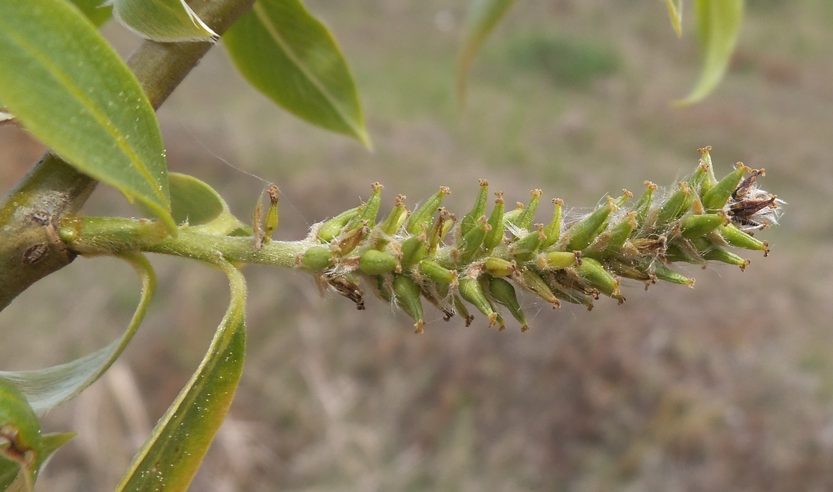 Изображение особи Salix &times; lispoclados.