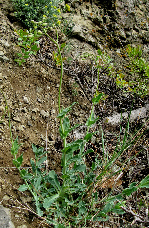 Изображение особи Oberna crispata.