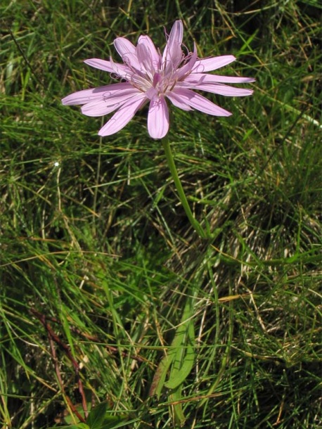 Image of Scorzonera rosea specimen.