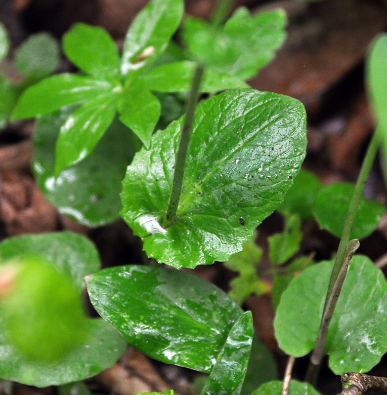 Изображение особи Doronicum orientale.