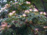 Albizia julibrissin. Часть кроны цветущего и плодоносящего растения. Южный берег Крыма, г. Алушта, городское озеленение. 22 августа 2013 г.