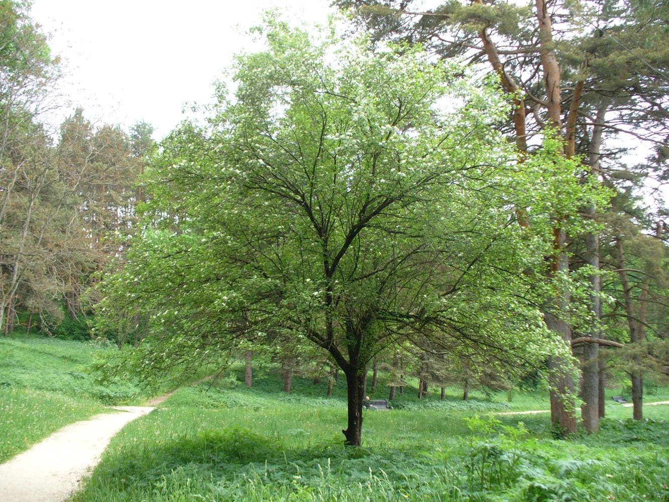 Изображение особи род Crataegus.