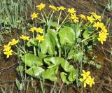 Caltha palustris