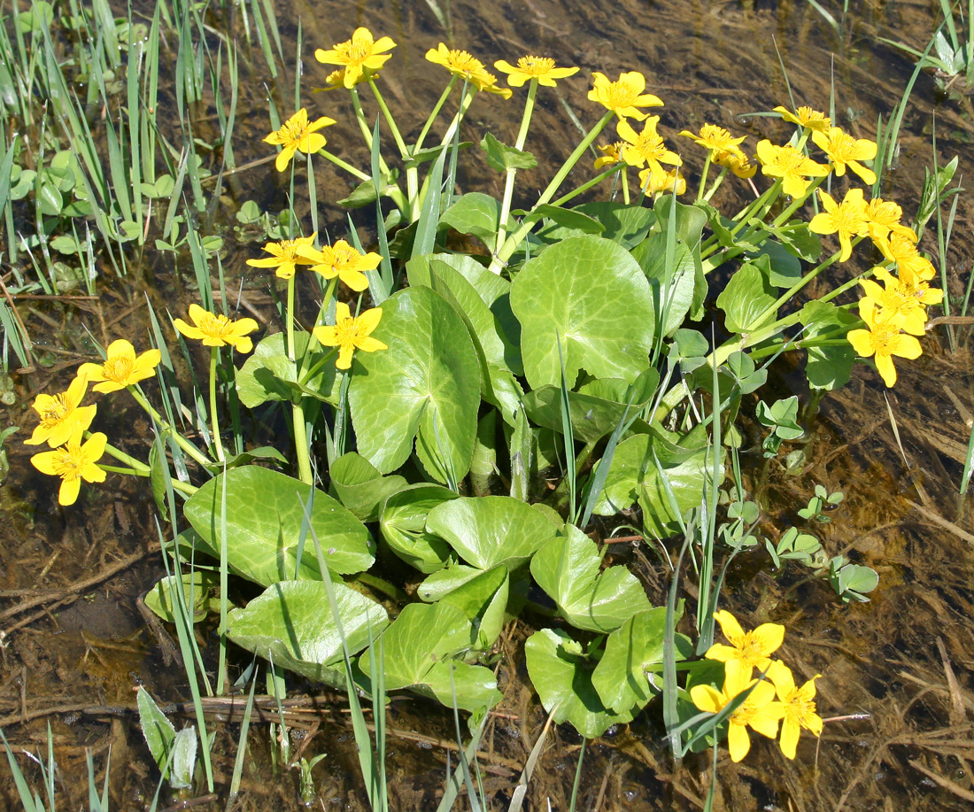 Image of Caltha palustris specimen.