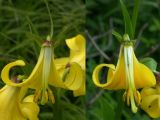 Lilium monadelphum