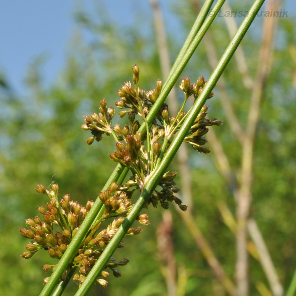 Изображение особи Juncus decipiens.