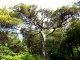 Pinus pityusa