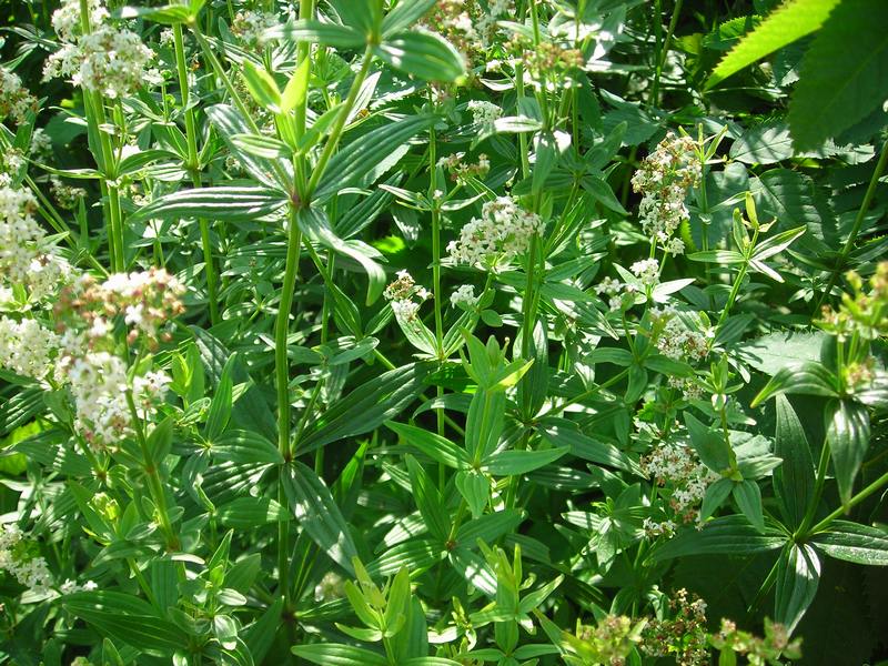 Image of Galium &times; pseudorubioides specimen.