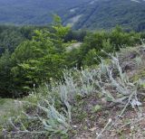 Hieracium pannosum