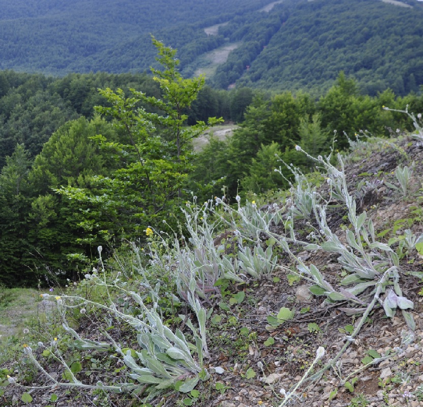 Image of Hieracium pannosum specimen.
