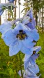 Delphinium elatum