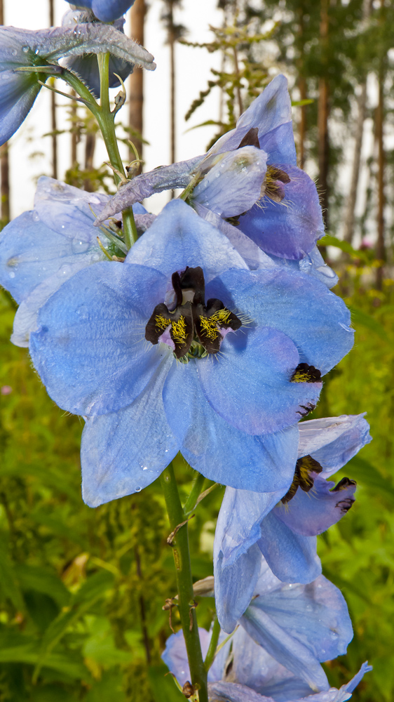 Изображение особи Delphinium elatum.