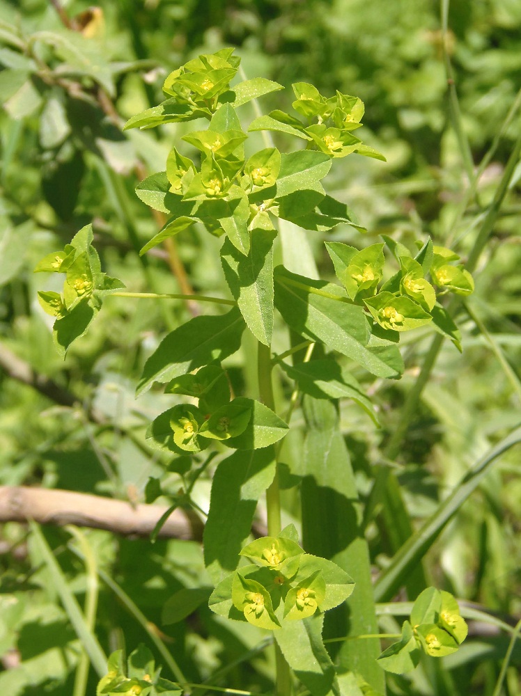 Image of Euphorbia stricta specimen.