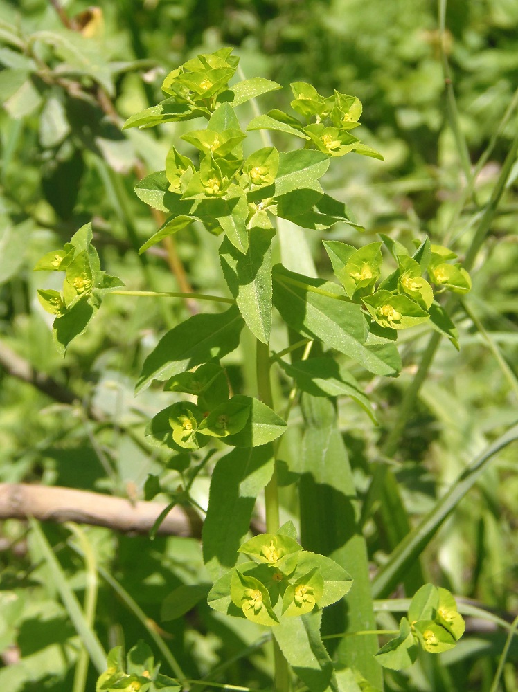 Изображение особи Euphorbia stricta.