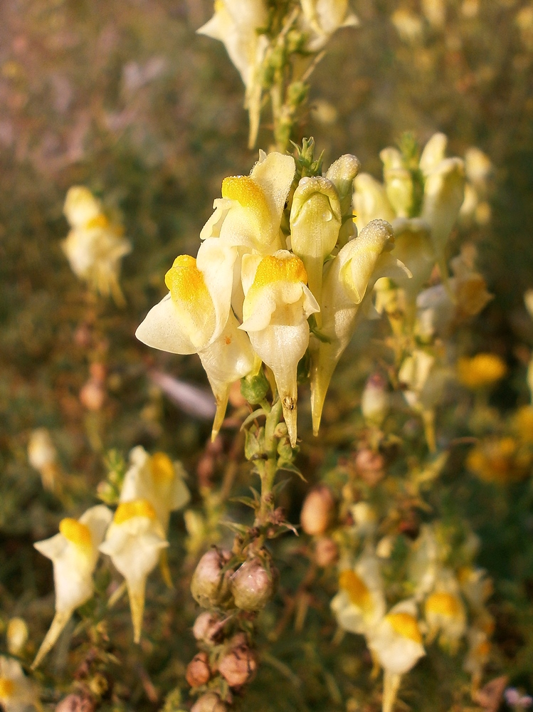 Image of Linaria vulgaris specimen.