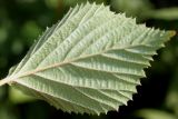 Viburnum carlesii. Лист (нижняя сторона). Германия, г. Дюссельдорф, Ботанический сад университета. 03.07.2014.