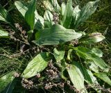 Cynoglossum officinale