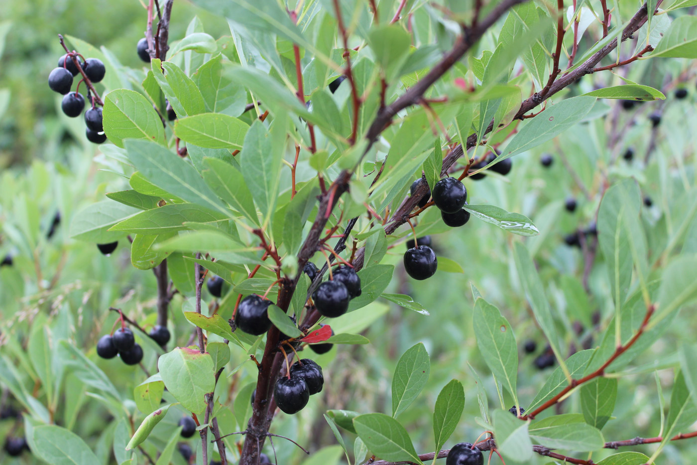 Изображение особи Cerasus pumila.