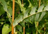 Osmunda regalis