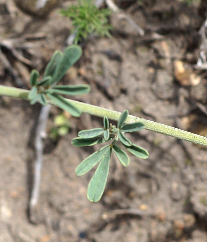 Image of Astragalus melilotoides specimen.