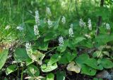 Maianthemum bifolium. Цветущие растения. Соловецкие острова, остров Большой Соловецкий. 10.07.2014.