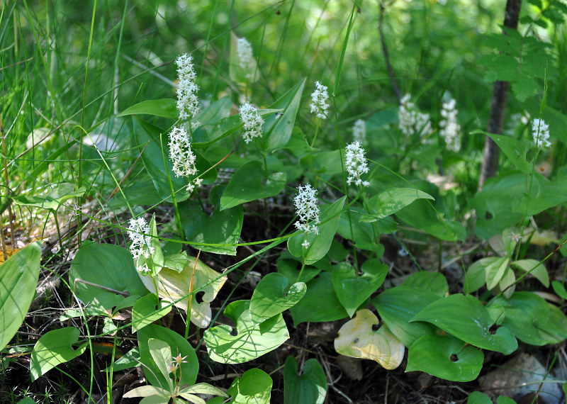 Изображение особи Maianthemum bifolium.