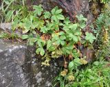 Potentilla brachypetala. Плодоносящее растение. Карачаево-Черкесия, окрестности поселка Домбай, долина р. Аманауз. 27.07.2014.