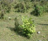 Cimicifuga foetida