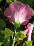 Malva trimestris