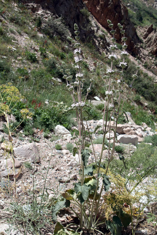 Image of Phlomoides ostrowskiana specimen.
