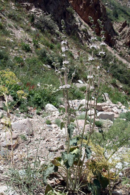 Изображение особи Phlomoides ostrowskiana.