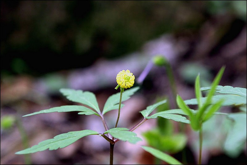 Изображение особи Anemone amurensis ssp. kamtschatica.