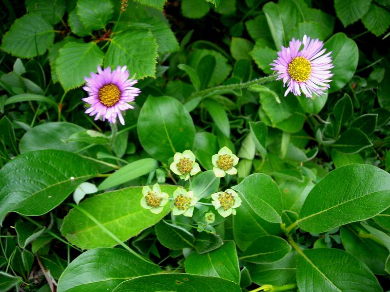 Изображение особи Bupleurum triradiatum.