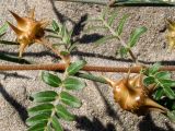 Tribulus terrestris