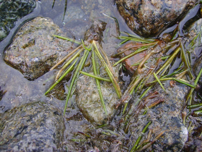 Image of Isoetes lacustris specimen.