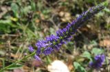 Veronica spicata ssp. bashkiriensis