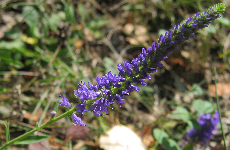 Image of Veronica spicata ssp. bashkiriensis specimen.