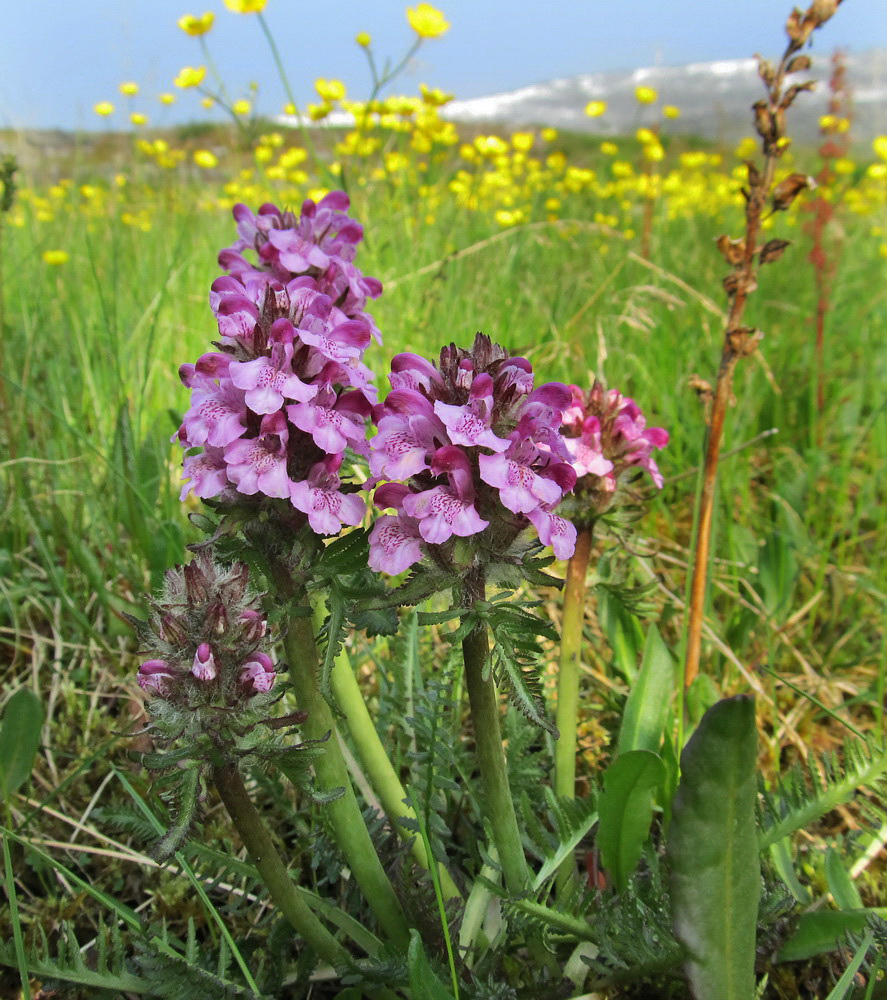 Image of Pedicularis albolabiata specimen.