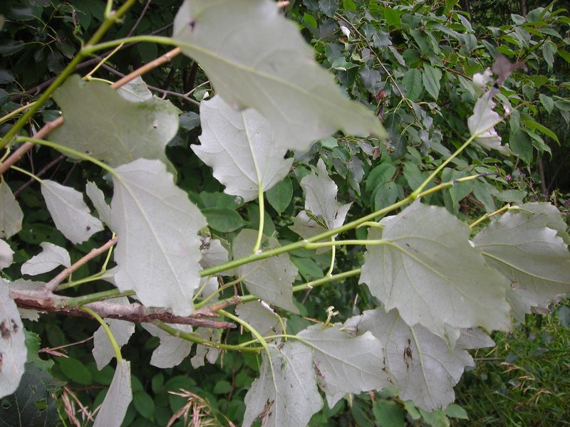 Image of Populus × canescens specimen.