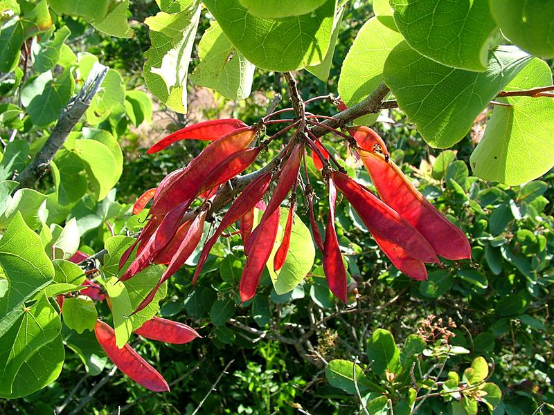 Image of Cercis siliquastrum specimen.