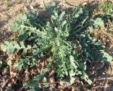Glaucium corniculatum