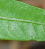 Asclepias curassavica