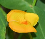 Arachis hypogaea